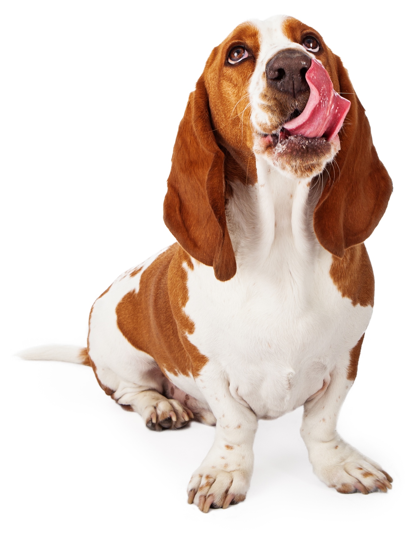 bassett hound has symptoms of acid reflux including lick fits regurgitation vomiting and decreased appetite